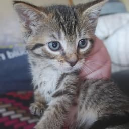 C Litter Meowjic image 1