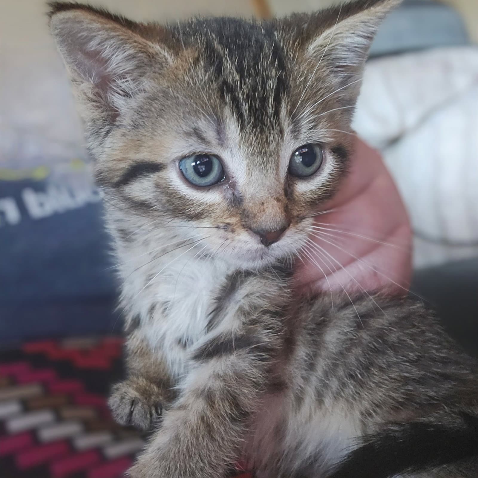 C Litter Meowjic - Domestic Short Hair