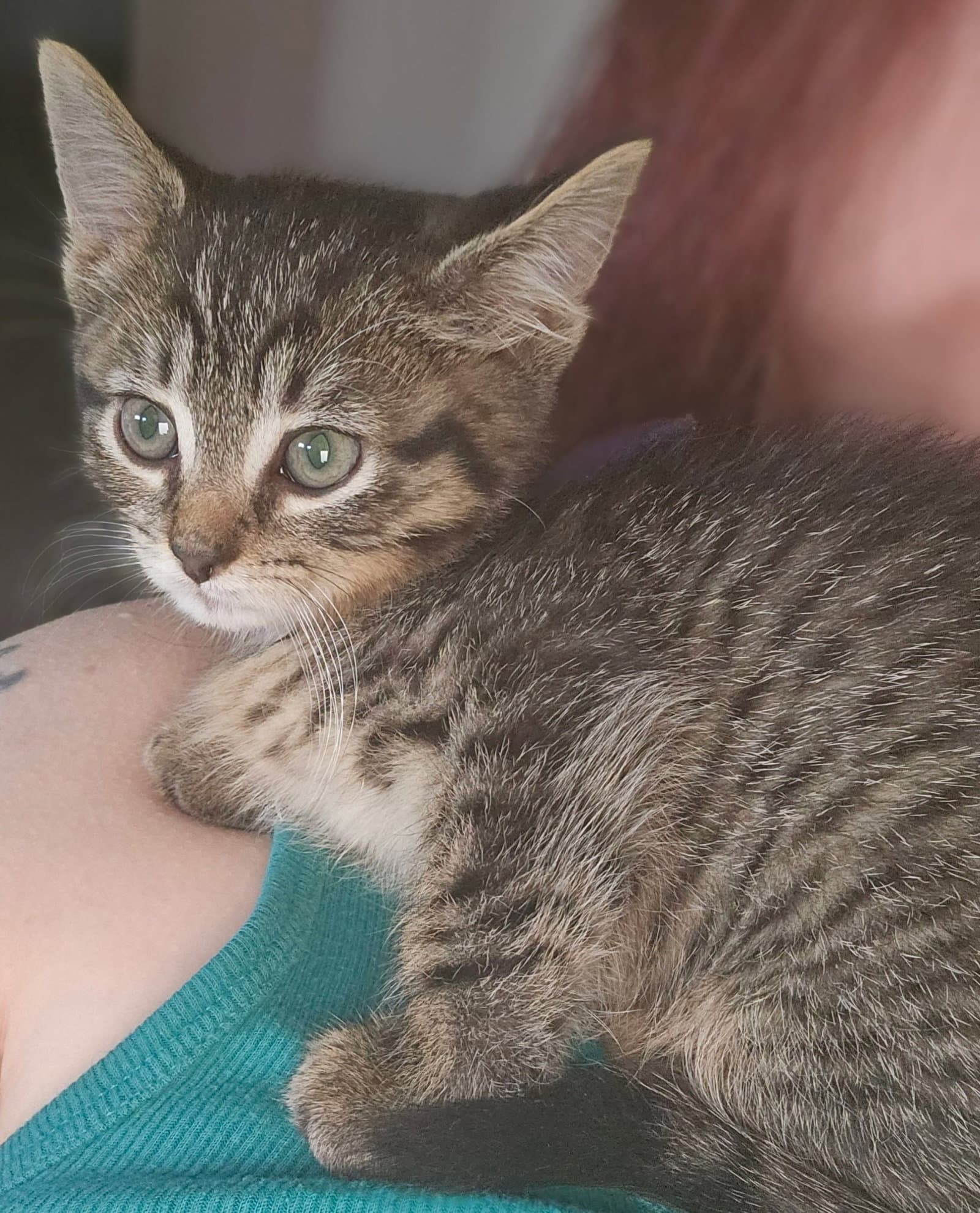 C Litter Sally - Domestic Short Hair