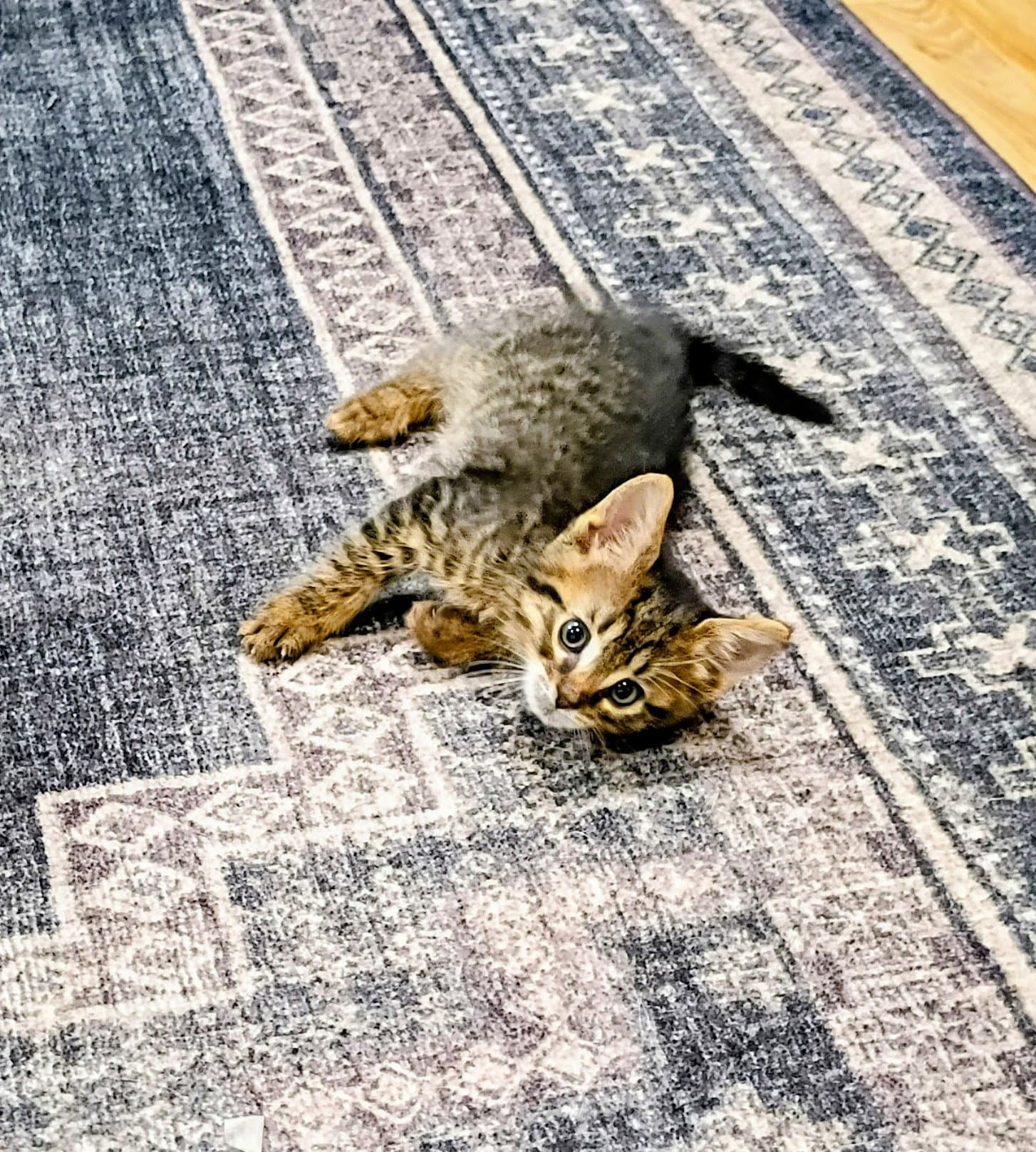 C Litter Tucker - Domestic Short Hair