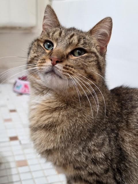 Toluene - Domestic Short Hair
