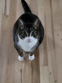 Tigger - Adoption Pending image 1
