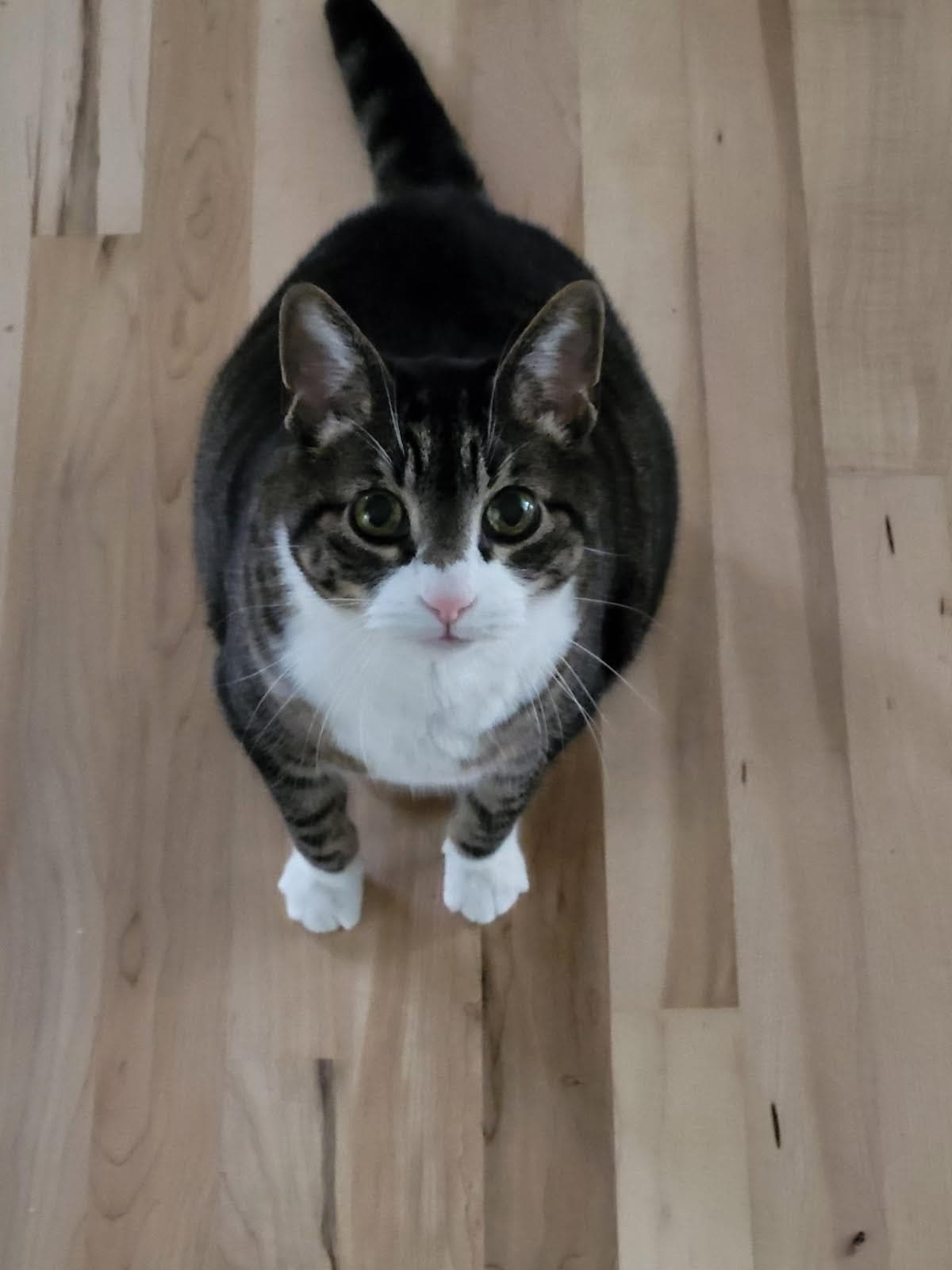Tigger - Adoption Pending - Domestic Short Hair