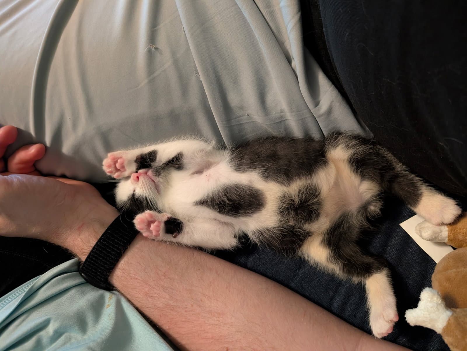 Teddie-Two - Domestic Short Hair