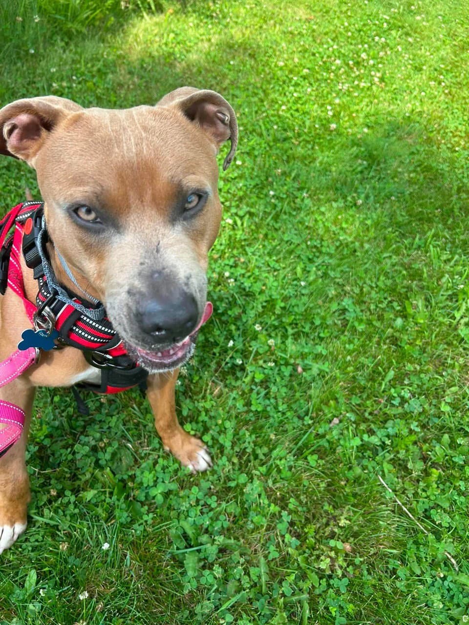 Petie - Pit Bull Terrier