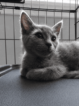 C Litter Pepper image 1
