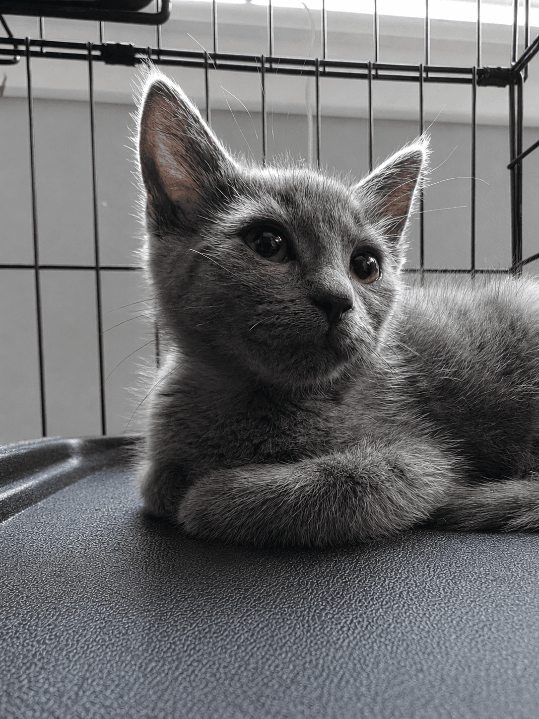 C Litter Pepper - Domestic Short Hair