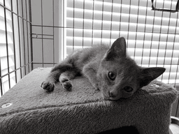 C Litter Smokey image 1