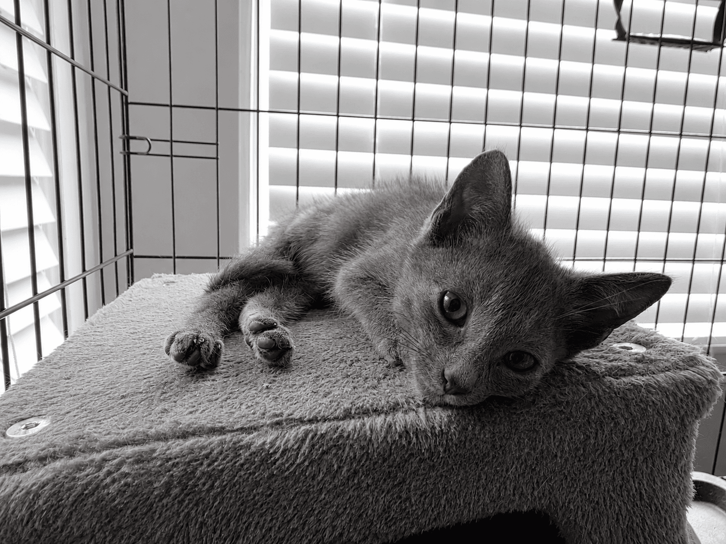C Litter Smokey
