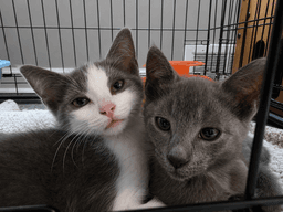 C Litter Miso image 1