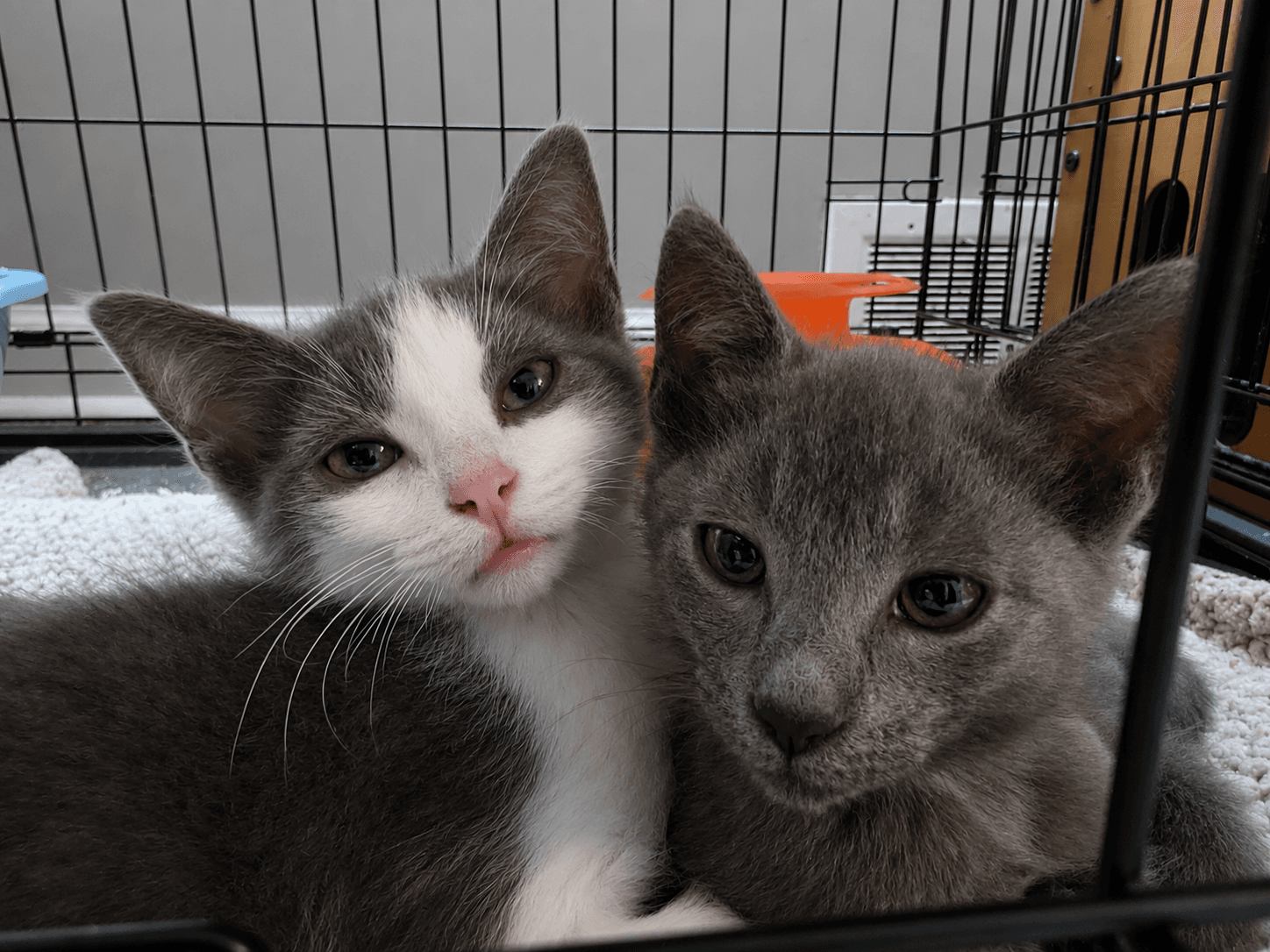 C Litter Miso - Domestic Short Hair