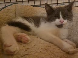 C Litter Thumper image 1