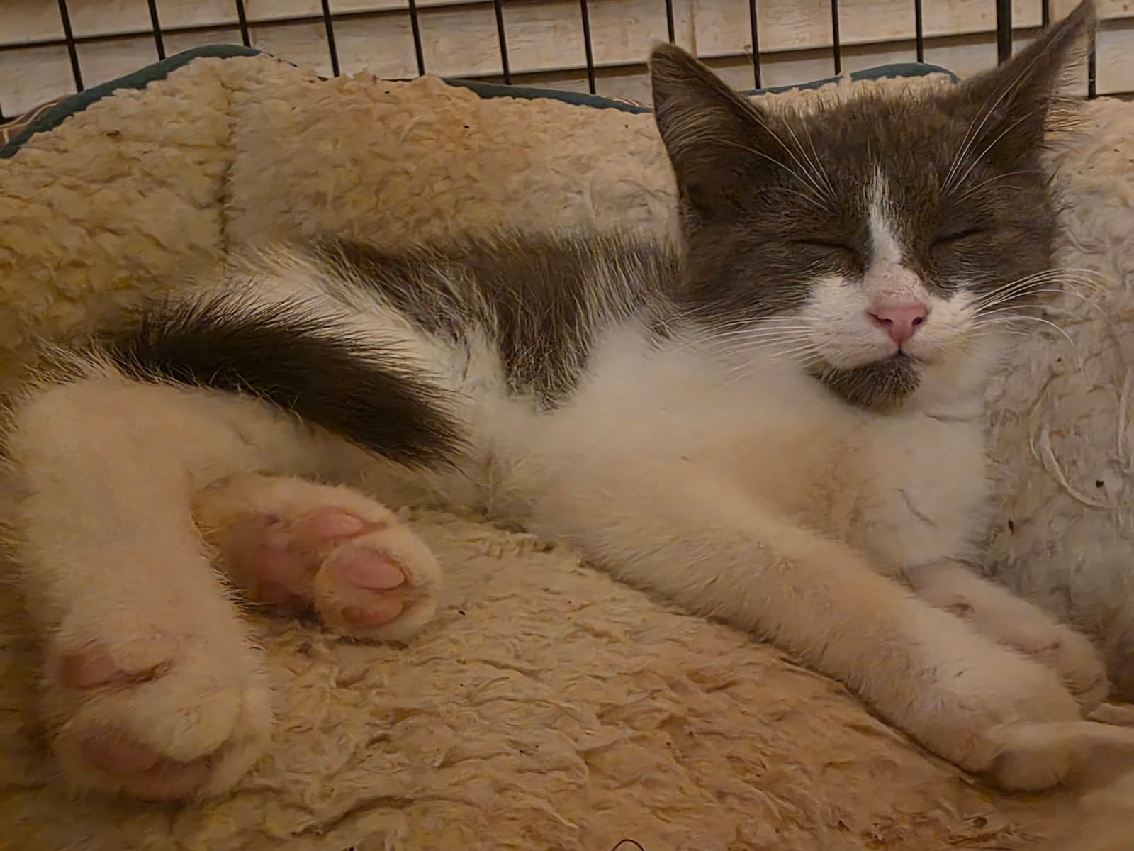 C Litter Thumper - Domestic Short Hair