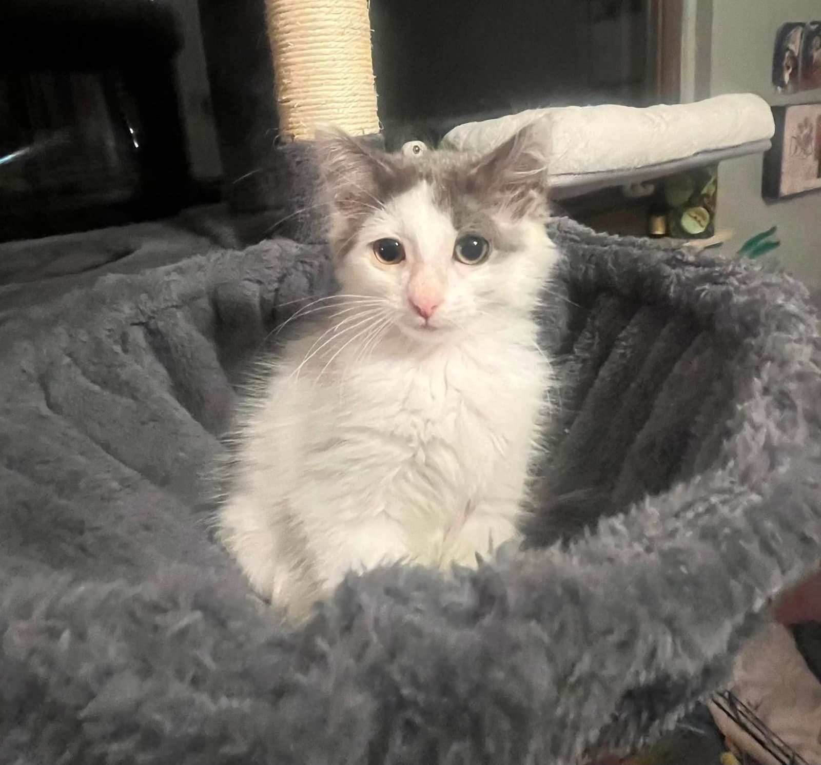 C Litter Emmy - Domestic Long Hair