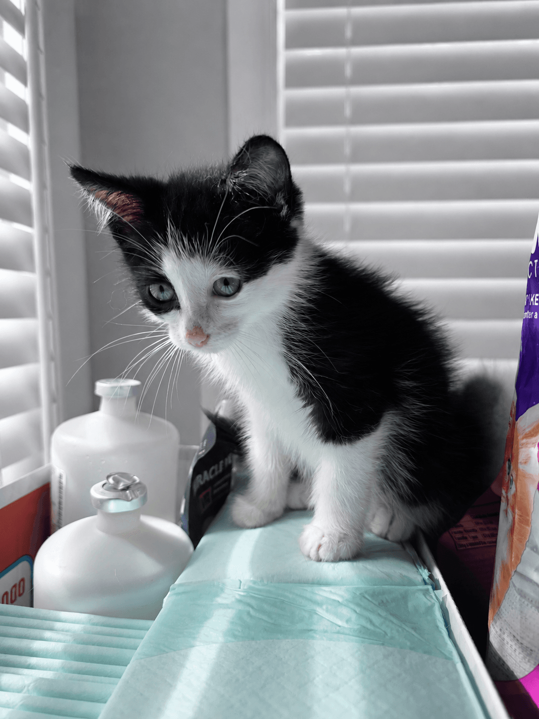 C Litter Patches - Domestic Short Hair
