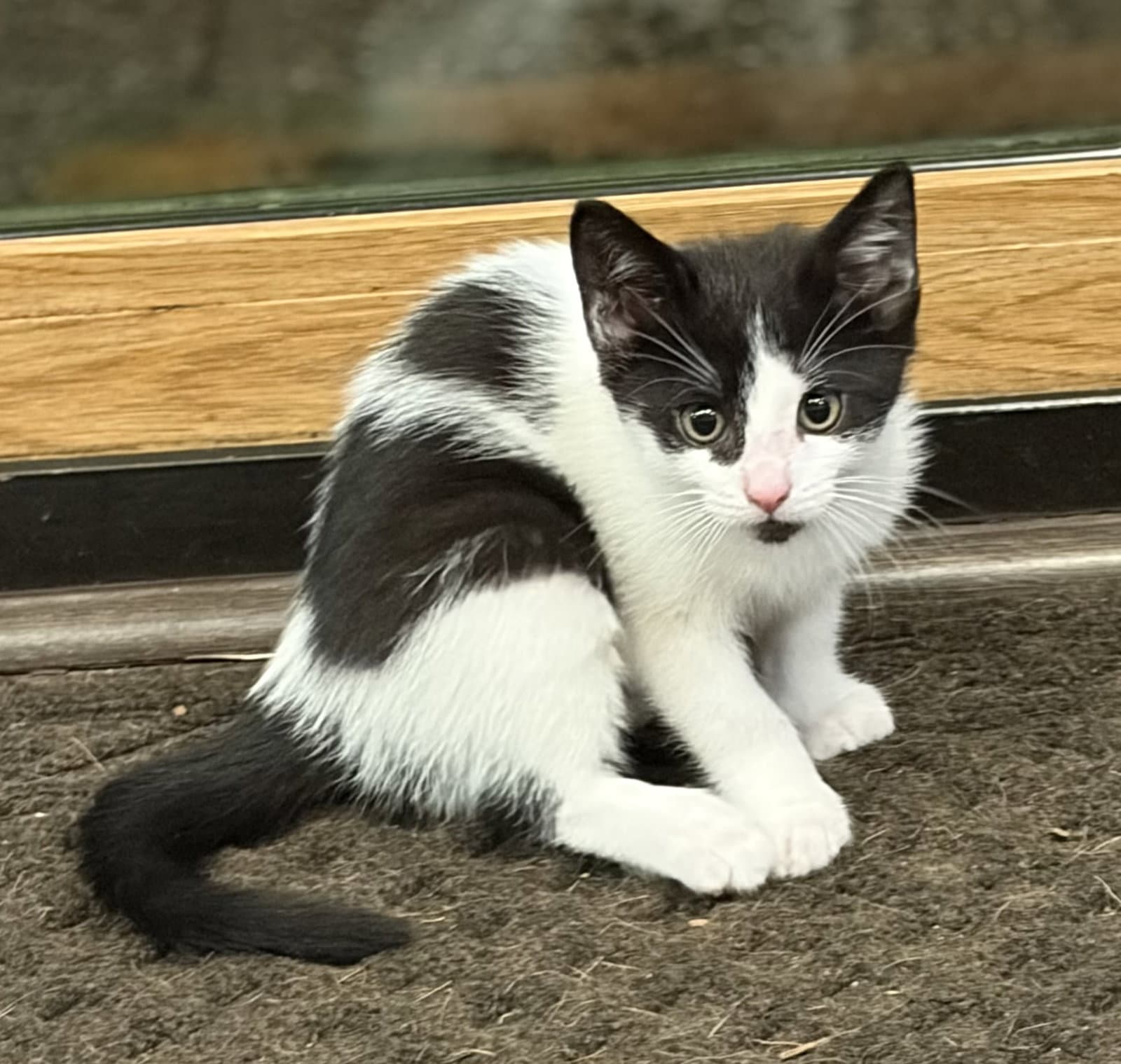 C Litter Cheyanne - Domestic Short Hair