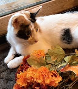C Litter Vanessa Mother image 3