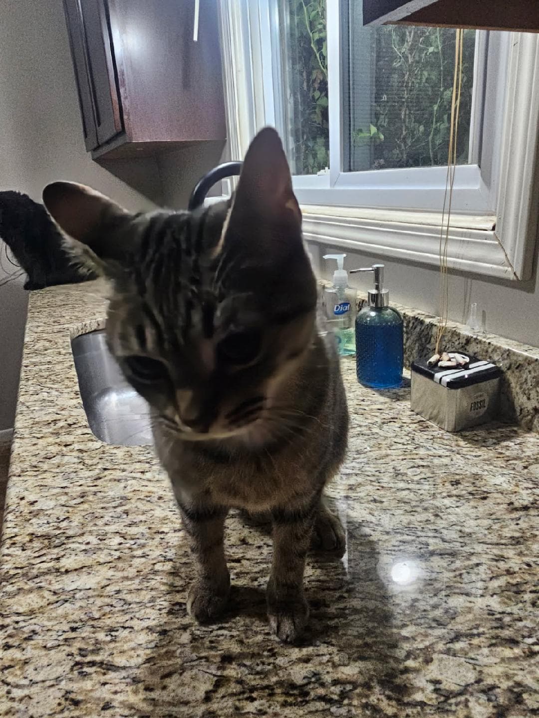 Mooshi - Domestic Short Hair