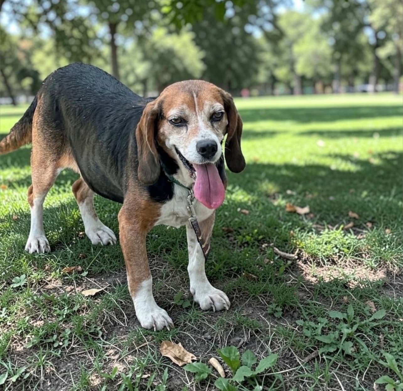 Cupcake - Beagle
