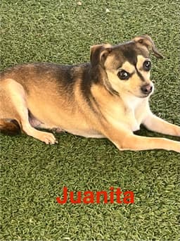 Juanita image 1