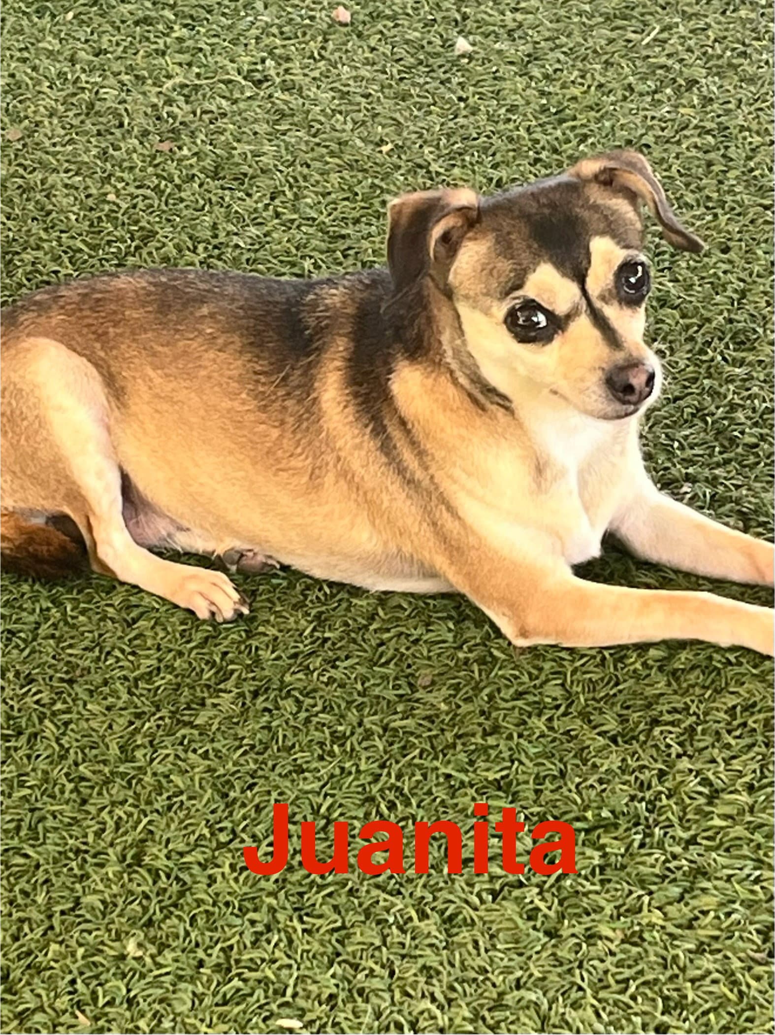 Juanita - Chihuahua