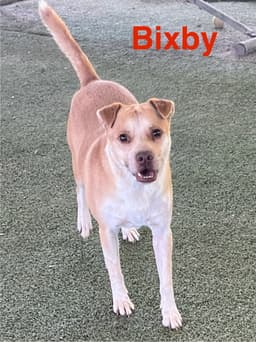 Bixby image 1