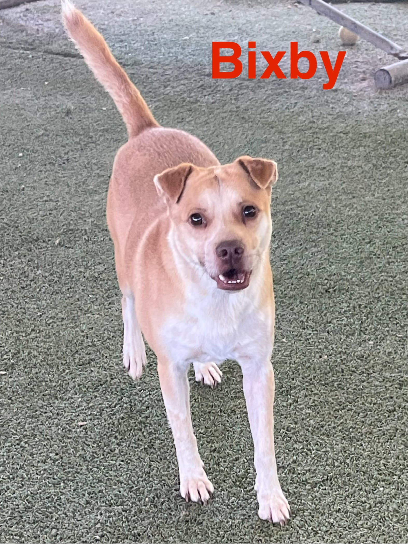 Bixby - American Staffordshire Terrier