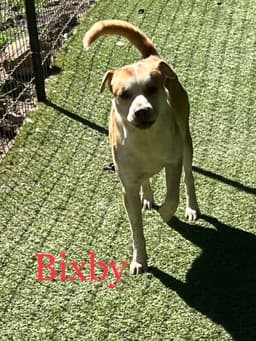 Bixby image 3