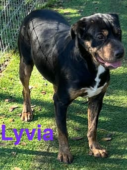 Lyvia image 3