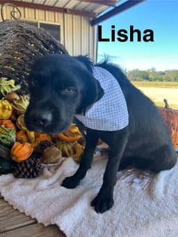Lisha image 4