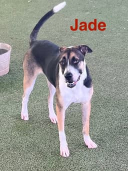 Jade image 1