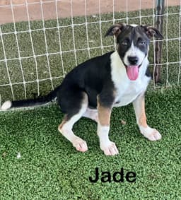 Jade image 4