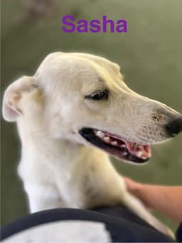Sasha image 2