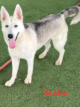 Sasha image 4
