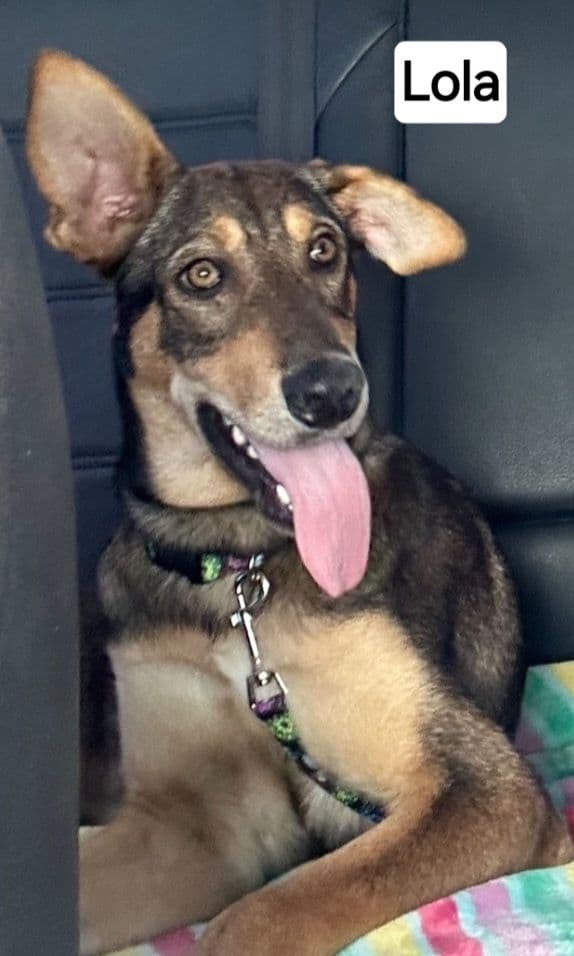 Lola - German Shepherd Dog