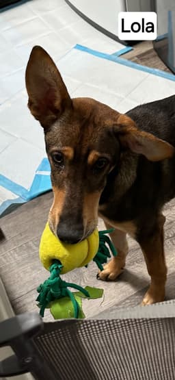 Lola image 2