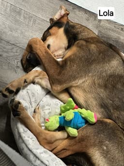 Lola image 3