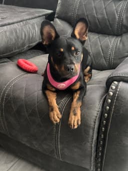 Missy image 2