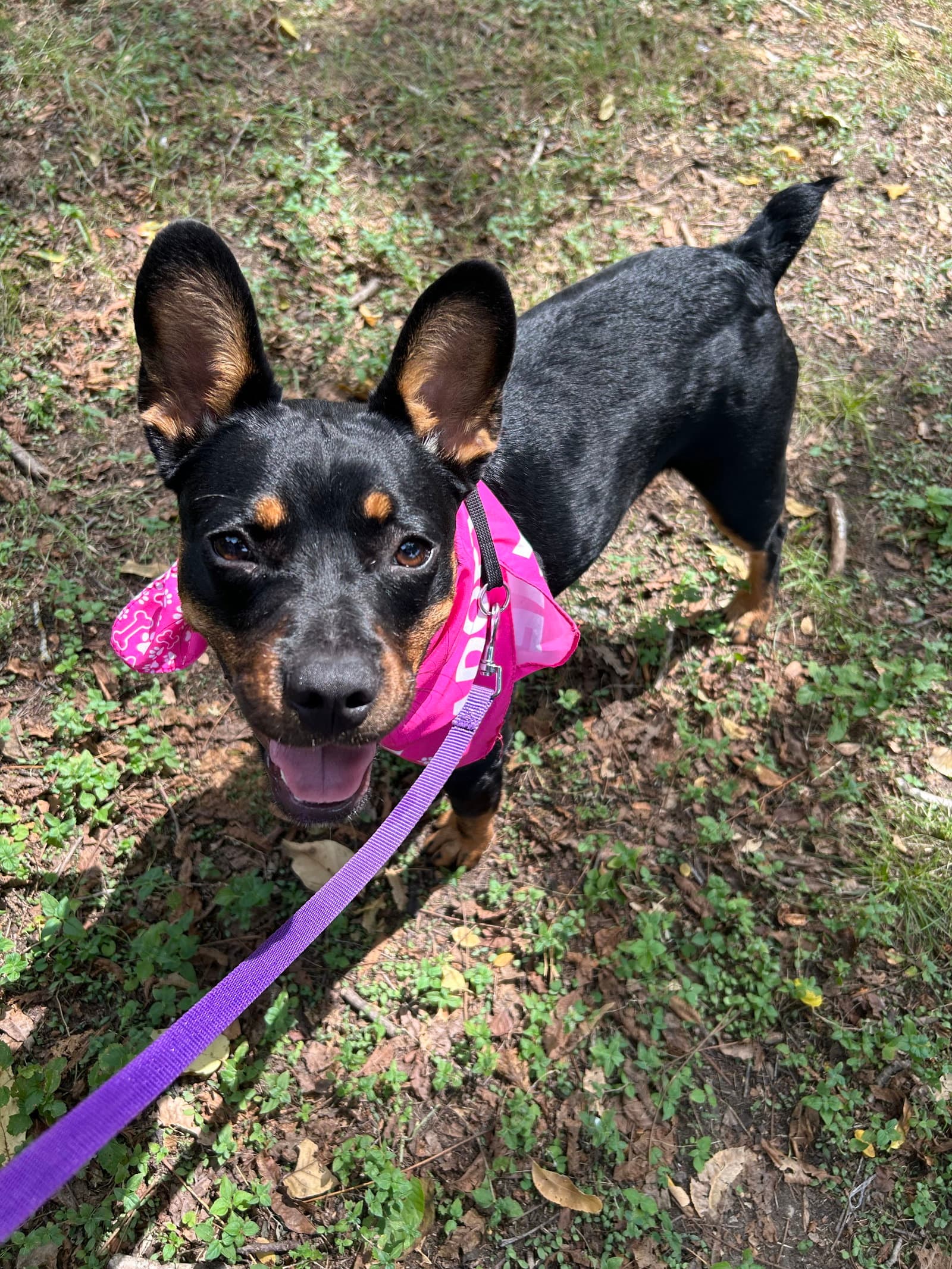Missy - Miniature Pinscher