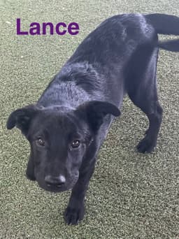 Lance image 3