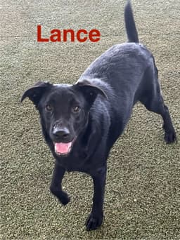 Lance image 1