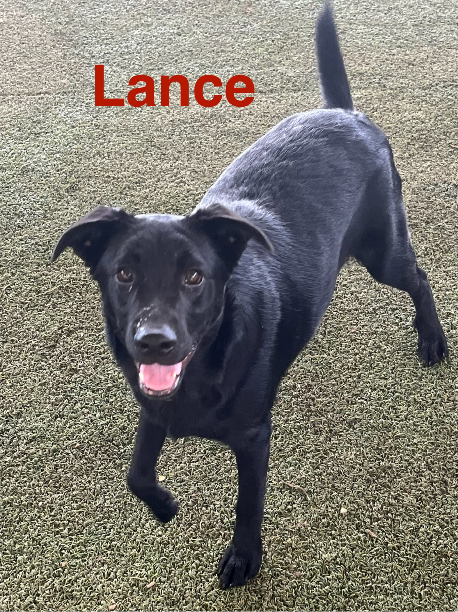 Lance - Labrador Retriever