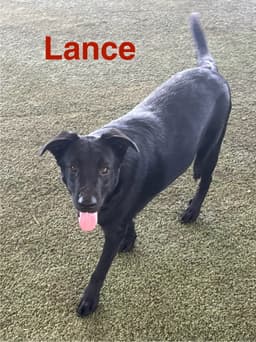 Lance image 2