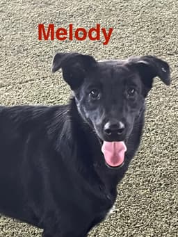 Melody image 1