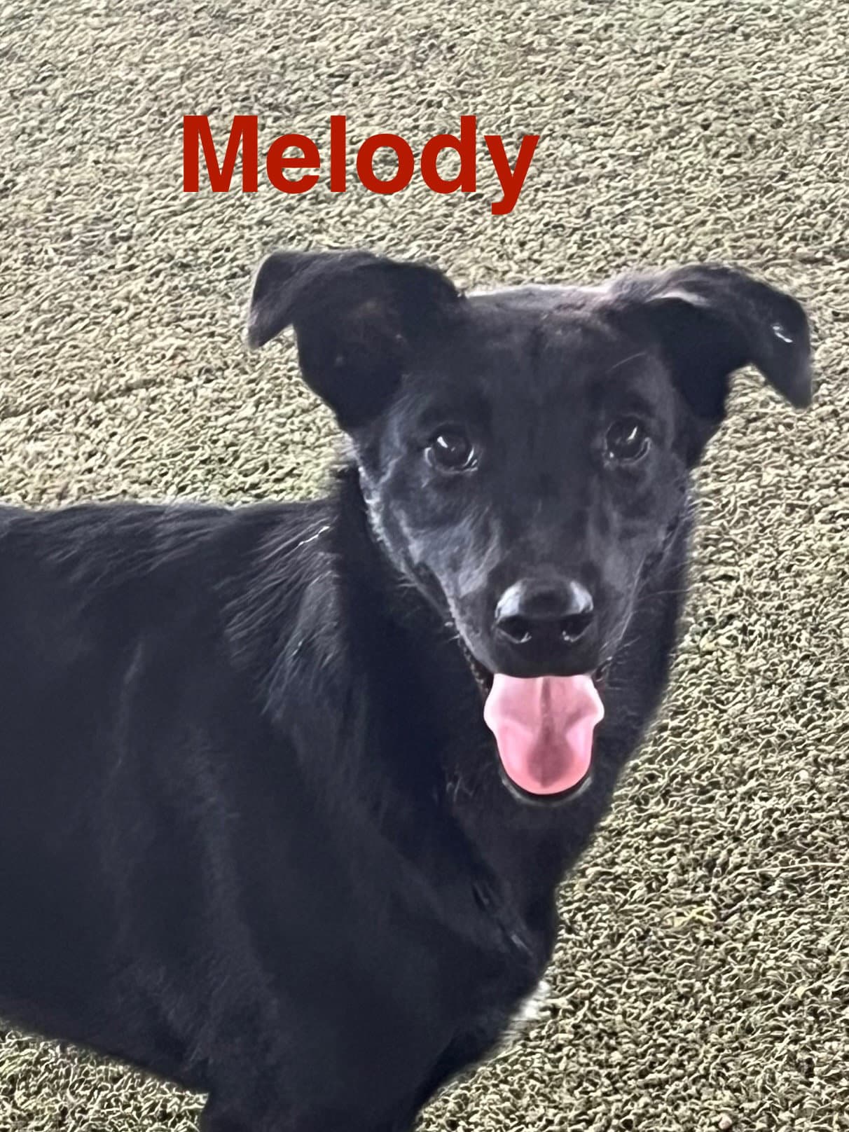 Melody - Labrador Retriever