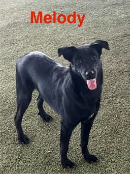 Melody image 2