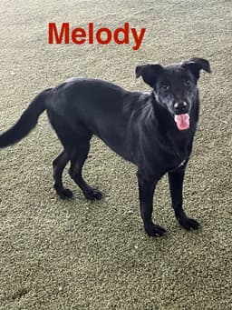 Melody image 3