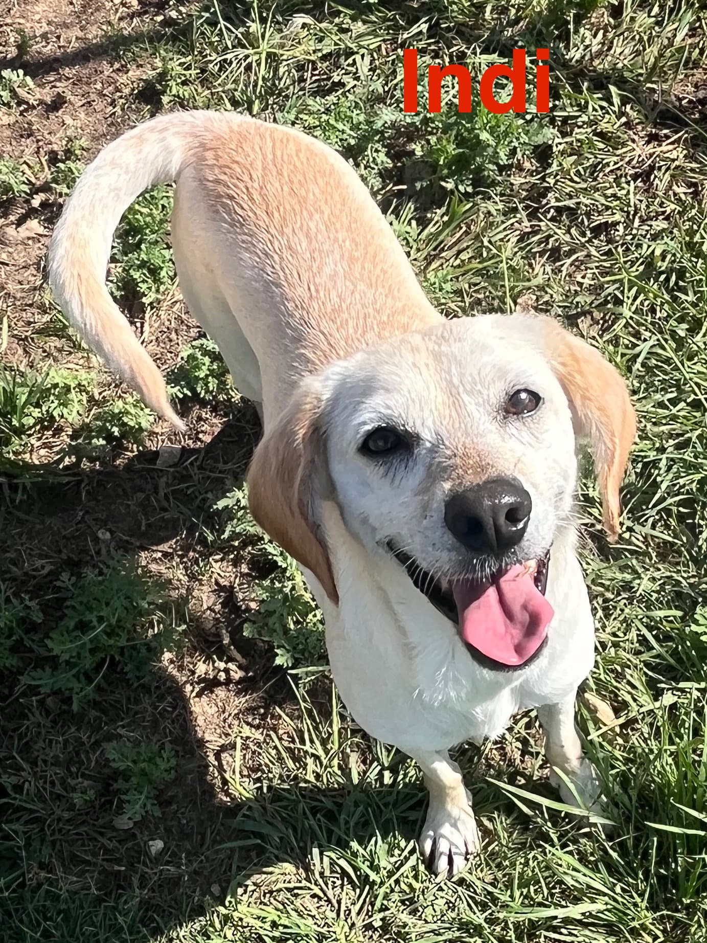 Indi - Labrador Retriever