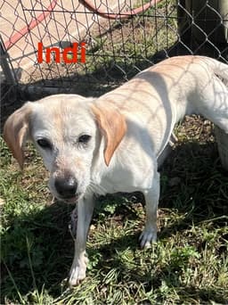 Indi image 3