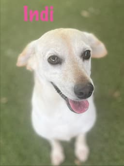 Indi image 2